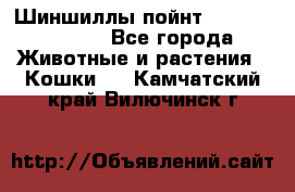 Шиншиллы пойнт ns1133,ny1133. - Все города Животные и растения » Кошки   . Камчатский край,Вилючинск г.